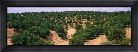 Framed Orange groves in a field, Andalusia, Spain Print