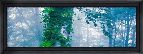 Framed Forest Nagano Kijimadaira-mura Japan Print