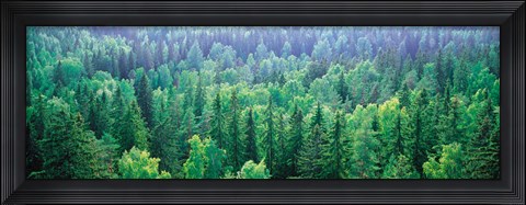 Framed Forest Aulanko National Park Finland Print