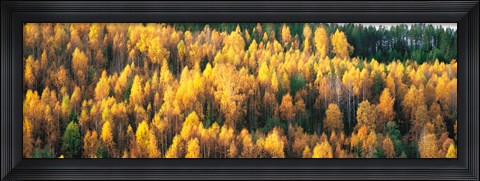 Framed Fall Colors Sundsval Vicinity Sweden Print