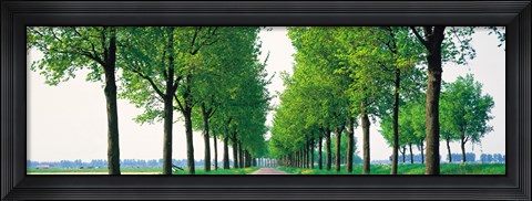 Framed Tree-lined road Noord Holland Edam vicinty Netherlands Print