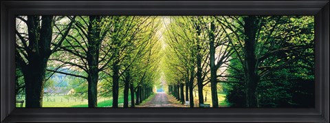 Framed Tree-lined road Libin vicinity Belgium Print