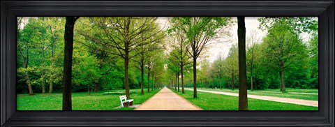 Framed Tree-lined road Hessen Kassel vicinity Germany Print