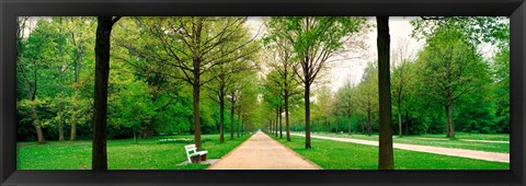 Framed Tree-lined road Hessen Kassel vicinity Germany Print