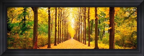 Framed Tree-lined road Schwetzingen Germany Print