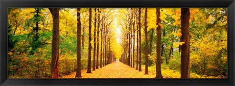 Framed Tree-lined road Schwetzingen Germany Print