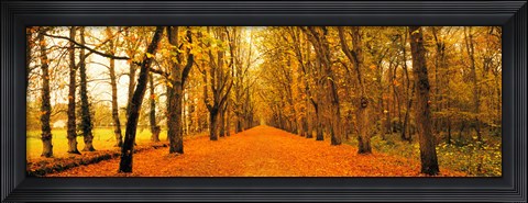 Framed Tree-lined road Loire Chenonceaux France Print