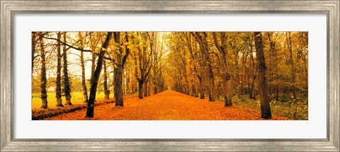 Framed Tree-lined road Loire Chenonceaux France Print
