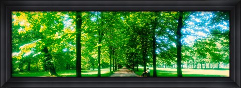 Framed Tree-lined road Dresden vicinity Germany Print