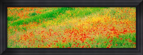 Framed Fields of flowers Andalusia Granada Vicinity Spain Print