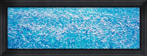 Framed Fields of flowers Bavaria Landshut Vicinity Germany Print