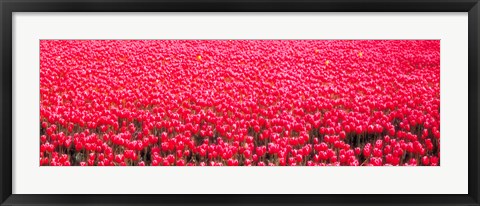 Framed Fields of tulips Alkmaar Vicinity Netherlands Print