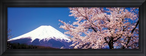 Framed Mt Fuji Cherry Blossoms Yamanashi Japan Print