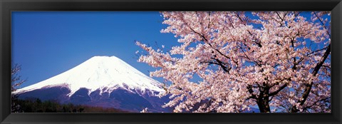 Framed Mt Fuji Cherry Blossoms Yamanashi Japan Print