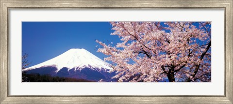 Framed Mt Fuji Cherry Blossoms Yamanashi Japan Print
