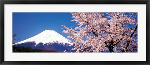 Framed Mt Fuji Cherry Blossoms Yamanashi Japan Print