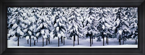 Framed Snow covered Cedar trees Kyoto Hanase Japan Print