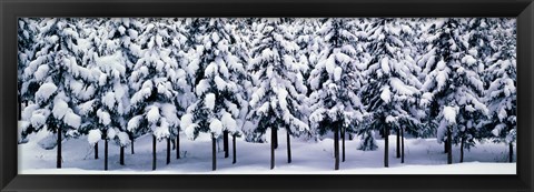 Framed Snow covered Cedar trees Kyoto Hanase Japan Print
