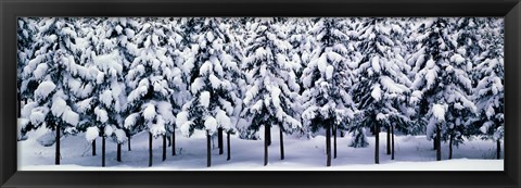 Framed Snow covered Cedar trees Kyoto Hanase Japan Print