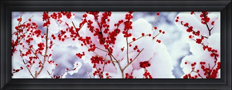 Framed Holly trees Kyoto Keihoku-cho Japan Print