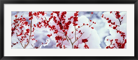 Framed Holly trees Kyoto Keihoku-cho Japan Print