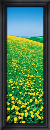 Framed Dandelion,s Hokkaido Biei-cho, Japan Print