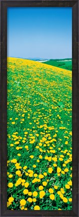 Framed Dandelion,s Hokkaido Biei-cho, Japan Print