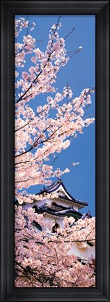 Framed Hikone Castle w\cherry blossoms Shiga Japan Print