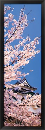 Framed Hikone Castle w\cherry blossoms Shiga Japan Print