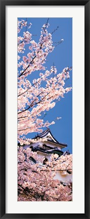 Framed Hikone Castle w\cherry blossoms Shiga Japan Print