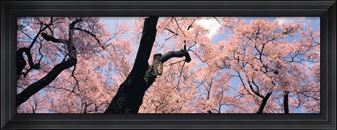 Framed Pink Blossoms, Nagano Japan Print