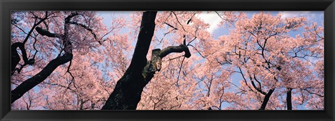 Framed Pink Blossoms, Nagano Japan Print