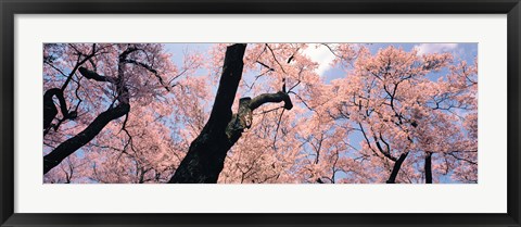 Framed Pink Blossoms, Nagano Japan Print