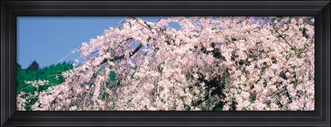 Framed Jyoshokou-ji Kyoto Japan Print