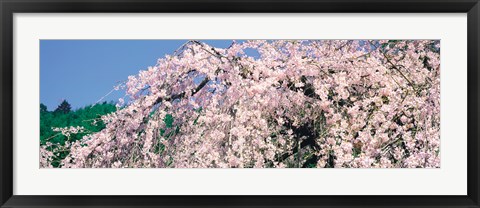 Framed Jyoshokou-ji Kyoto Japan Print