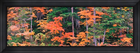 Framed Forest in Norikura Gifu Japan Print