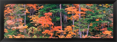 Framed Forest in Norikura Gifu Japan Print