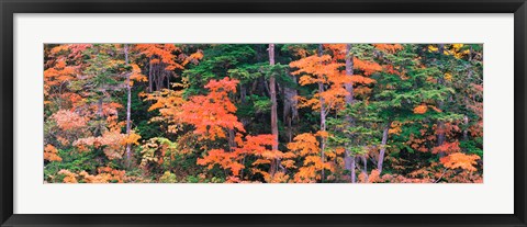 Framed Forest in Norikura Gifu Japan Print