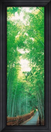 Framed Path Flanked by Green Trees, Sagano Kyoto Japan Print