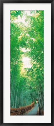 Framed Path Flanked by Green Trees, Sagano Kyoto Japan Print