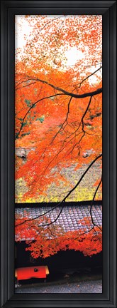 Framed Autumn Colors, Sagano Kyoto Japan Print