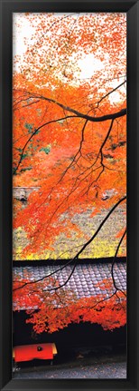 Framed Autumn Colors, Sagano Kyoto Japan Print