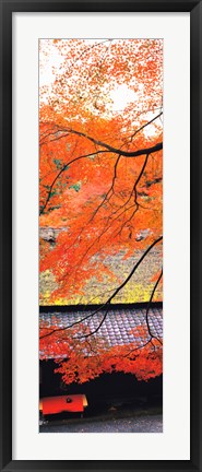 Framed Autumn Colors, Sagano Kyoto Japan Print