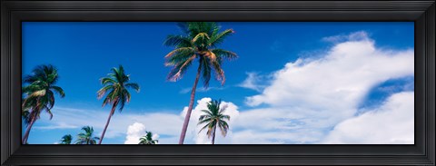 Framed Palm trees Miami FL USA Print