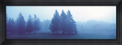 Framed Misty forest Quebec Canada Print