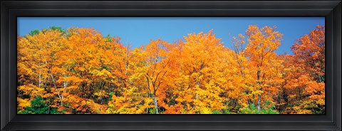 Framed Trees Autumn Ontario Canada Print