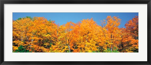 Framed Trees Autumn Ontario Canada Print