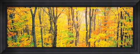 Framed Trees Autumn Quebec Canada Print
