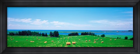 Framed Farm field Prince Isl Canada Print