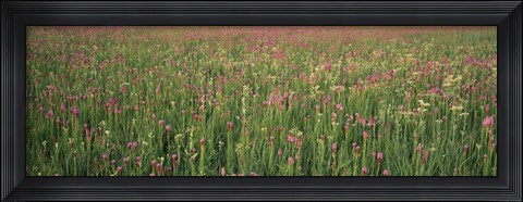 Framed Wildflowers blooming in a field, Lee County, Illinois, USA Print